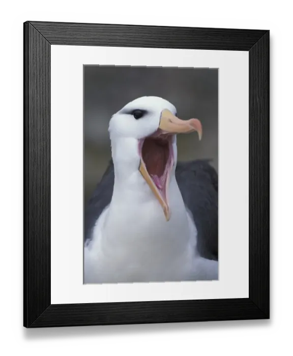 Framed Print : South America, Falkland Islands Black-browed albatross (Diomedea melanophris) close-up Framed Print : South America, Falkland Islands Black-browed albatross (Diomedea melanophris) close-up
