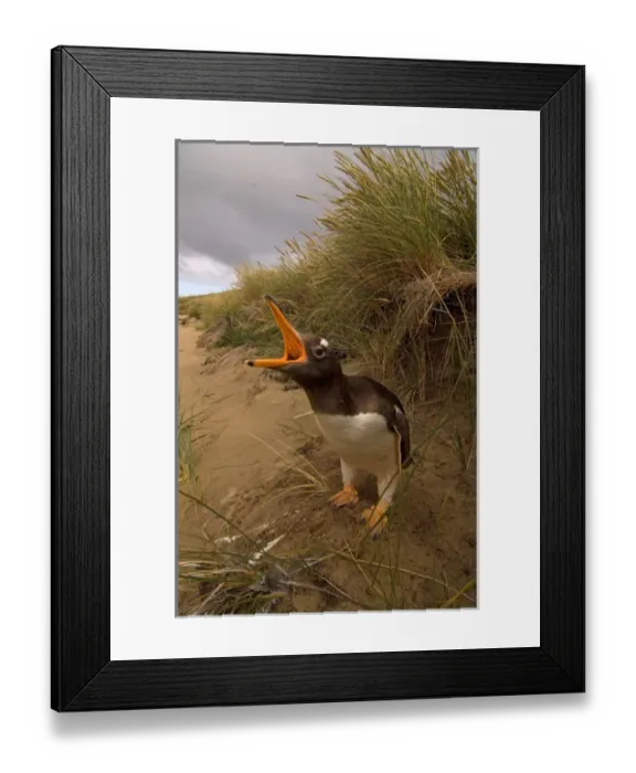 Framed Print : gentoo penguin, Pygoscelis papua, on Beaver Island, Falkland Islands, South Atlantic Framed Print : gentoo penguin, Pygoscelis papua, on Beaver Island, Falkland Islands, South Atlantic