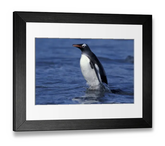 Framed Print : South America, Falkland Islands Gentoo penguin (Pygoscelis papua) walking in shallow Framed Print : South America, Falkland Islands Gentoo penguin (Pygoscelis papua) walking in shallow