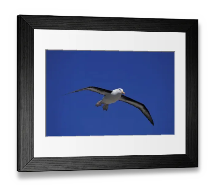 Framed Print : South America, Falkland Islands Black-browed albatross (Diomedea melanophris) Framed Print : South America, Falkland Islands Black-browed albatross (Diomedea melanophris)