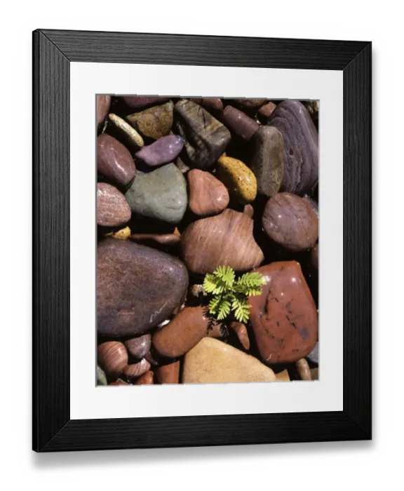Framed Print : USA, Montana, Clark Fork River, Yarrow and stones Framed Print : USA, Montana, Clark Fork River, Yarrow and stones