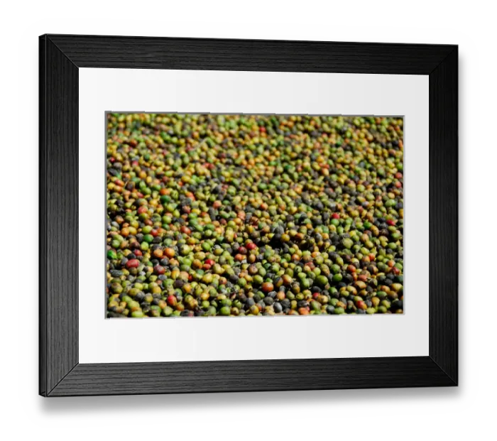 Framed Print : Central America, Guatemala, Antigua. Local Coffee Plantation and museum aka Museo del Cafe