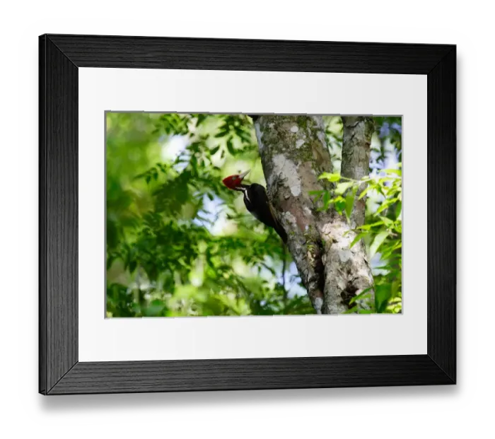 Framed Print : Guatemala, Tikal, Woodpecker Framed Print : Guatemala, Tikal, Woodpecker