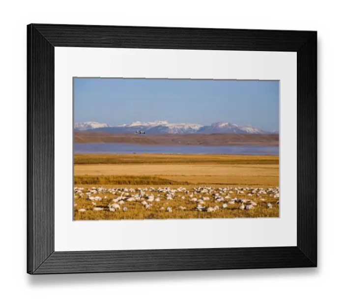 Framed Print : Snow geese feed in cut barley fields near Freezeout Lake NWR on the Rocky Mountain Framed Print : Snow geese feed in cut barley fields near Freezeout Lake NWR on the Rocky Mountain