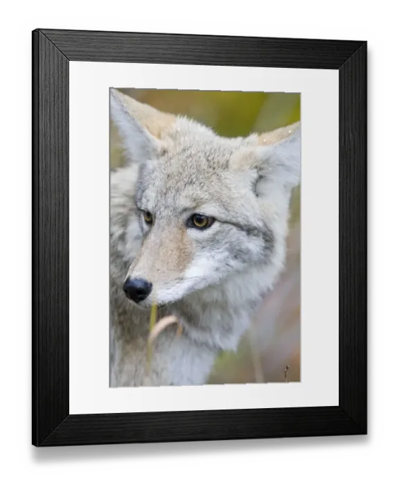 Framed Print : Coyote portrait during snow squall in Glacier National Park in Montana