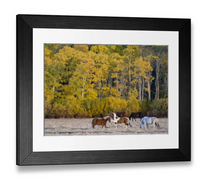 Framed Print : Horses graze in pasture just outside of Glacier National Park in Montana