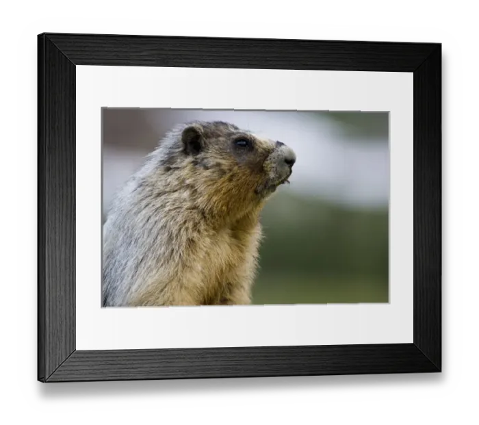 Framed Print : Hoary Marmot in Glacier National Park in Montana