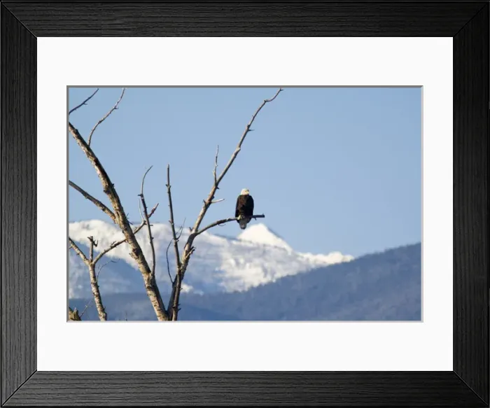 Framed Print : Bald Eagle in treetop with the Bitterroot Mountains near Florence Montana