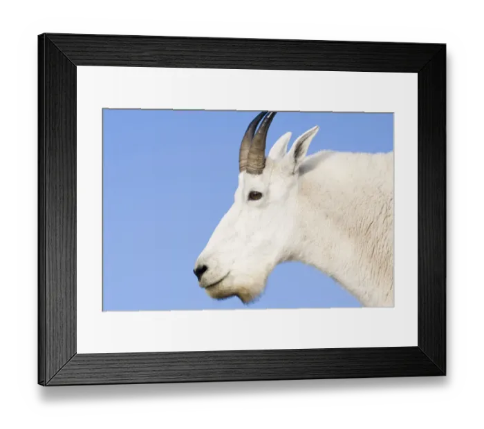 Framed Print : Mountain Goat Billy portrait at Logan Pass in Glacier National Park in Montana Framed Print : Mountain Goat Billy portrait at Logan Pass in Glacier National Park in Montana