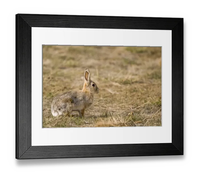 Framed Print : Eastern cottontail rabbit at Benton Lake NWR near Great Falls Montana