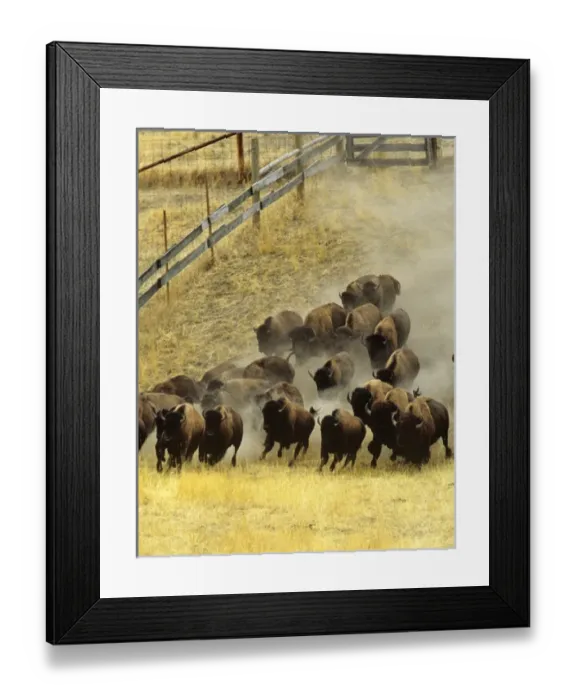 Framed Print : Herding bison during annual Bison roundup at the National Bison Range in Montana Framed Print : Herding bison during annual Bison roundup at the National Bison Range in Montana