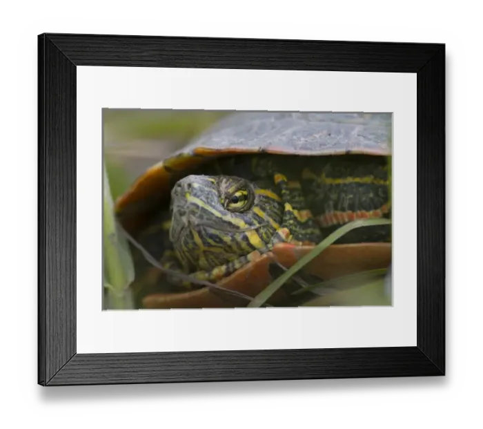 Framed Print : Closeup look at a painted turtle in the Mission Valley of Montana