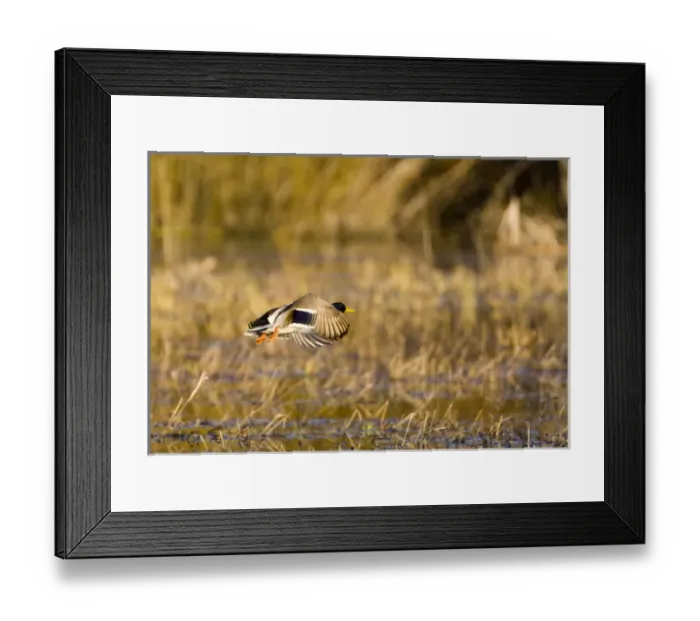 Framed Print : Male mallard duck takes off for flight in wetlands near Whitefish Montana Framed Print : Male mallard duck takes off for flight in wetlands near Whitefish Montana