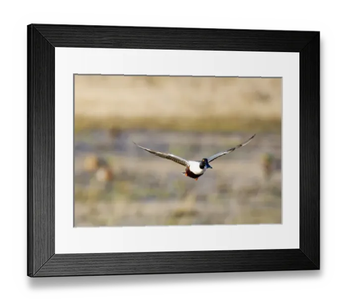 Framed Print : Northern Shoveler duck explodes from pond near Whitefish Montana