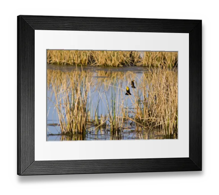 Framed Print : Yellowheaded Blackbirds in small pond at Ninepipe WMA in the Mission Valley of Montana