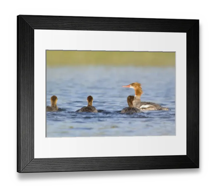 Framed Print : Common Merganser hen with brood of chicks in Whitefish Lake in Montana Framed Print : Common Merganser hen with brood of chicks in Whitefish Lake in Montana