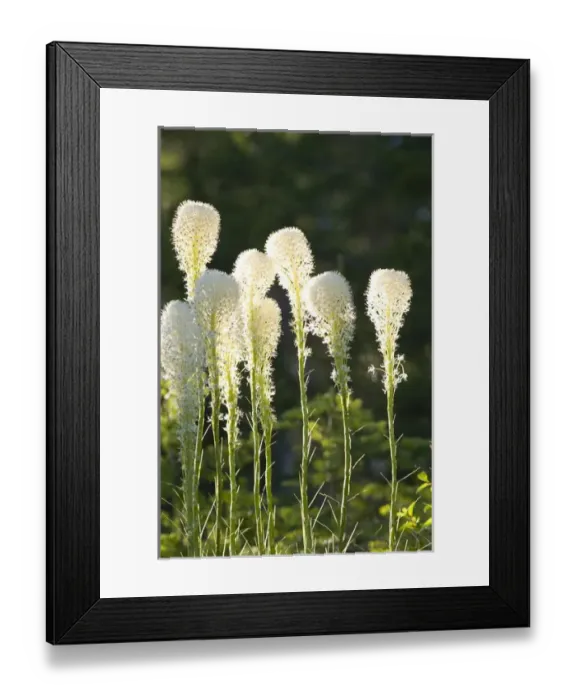 Framed Print : Beargrass bloom with backlighting in the Whitefish Range near Whitefish Montana
