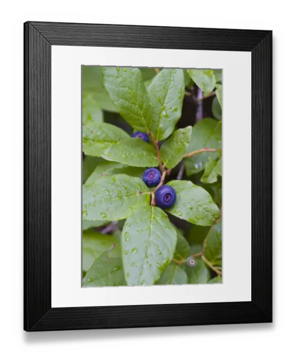 Framed Print : Ripe huckleberries in the Flathead National Forest of Montana Framed Print : Ripe huckleberries in the Flathead National Forest of Montana