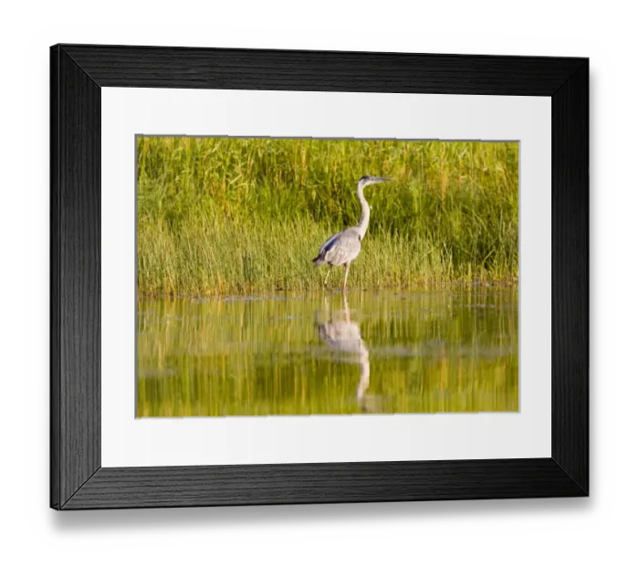 Framed Print : Great blue heron along the shoreline of Whitefish Lake in Montana
