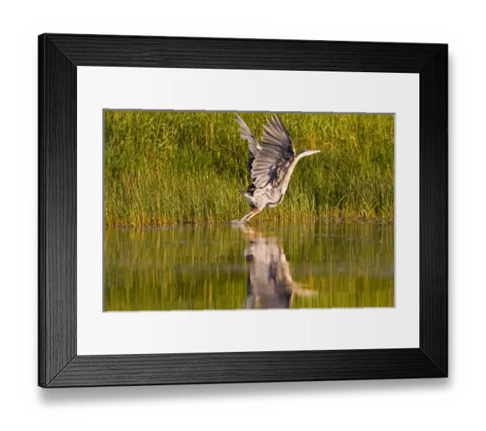 Framed Print : Great blue heron takes off for flight along the shoreline of Whitefish Lake in Montana Framed Print : Great blue heron takes off for flight along the shoreline of Whitefish Lake in Montana