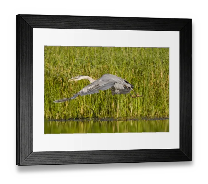 Framed Print : Great Blue Heron takes off from Lazy Creek near Whitefish Montana