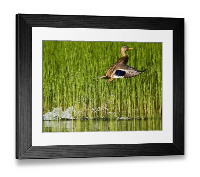 Framed Print : Adult female mallard takes off for flight in the reeds of Whitefish Lake in Montana