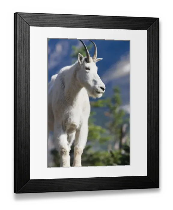 Framed Print : Mountain goat billy in Glacier National Park in Montana Framed Print : Mountain goat billy in Glacier National Park in Montana