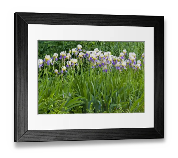 Framed Print : Iris flowers in full bloom in Whitefish Montana