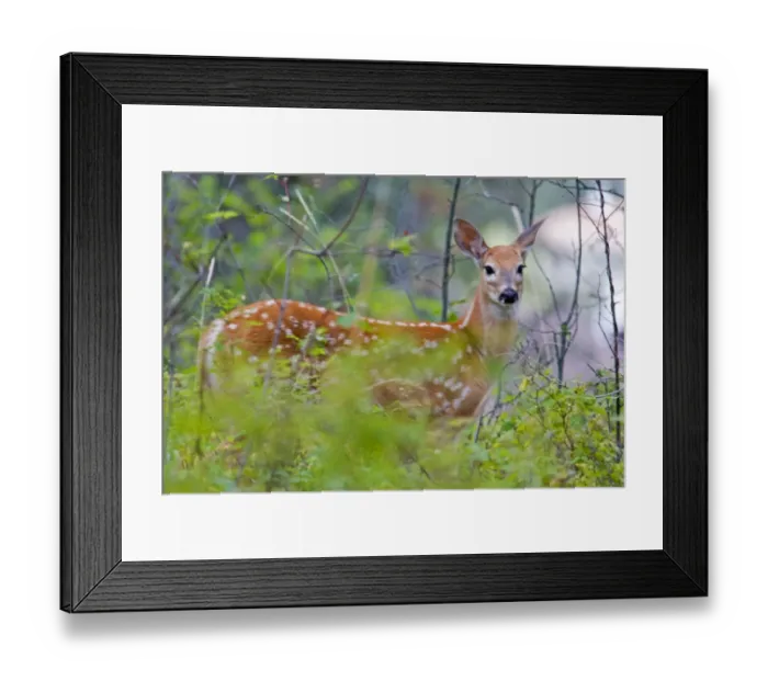 Framed Print : Mule deer fawn in the forest in Whitefish Montana Framed Print : Mule deer fawn in the forest in Whitefish Montana