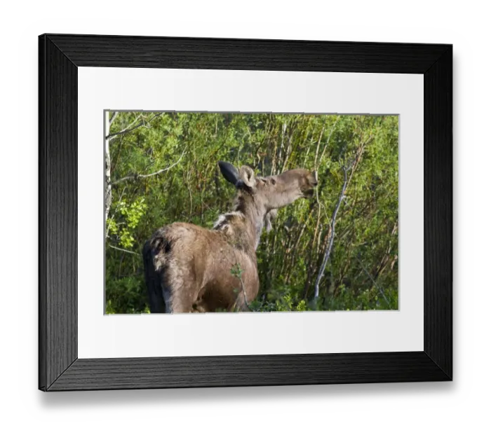 Framed Print : Cow female moose feed on branches in the Many Glacier Valley of Glacier National Framed Print : Cow female moose feed on branches in the Many Glacier Valley of Glacier National