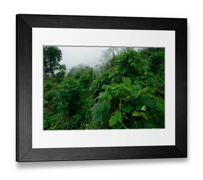 Framed Print : Guatemala, Lake Attitlan, Bean plantation in garden Framed Print : Guatemala, Lake Attitlan, Bean plantation in garden