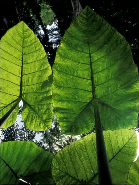 Central America, Guatemala, Tikal giant jungle leaves