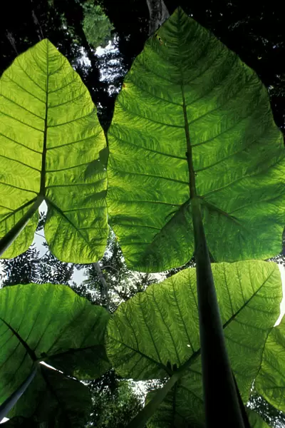 Central America, Guatemala, Tikal giant jungle leaves