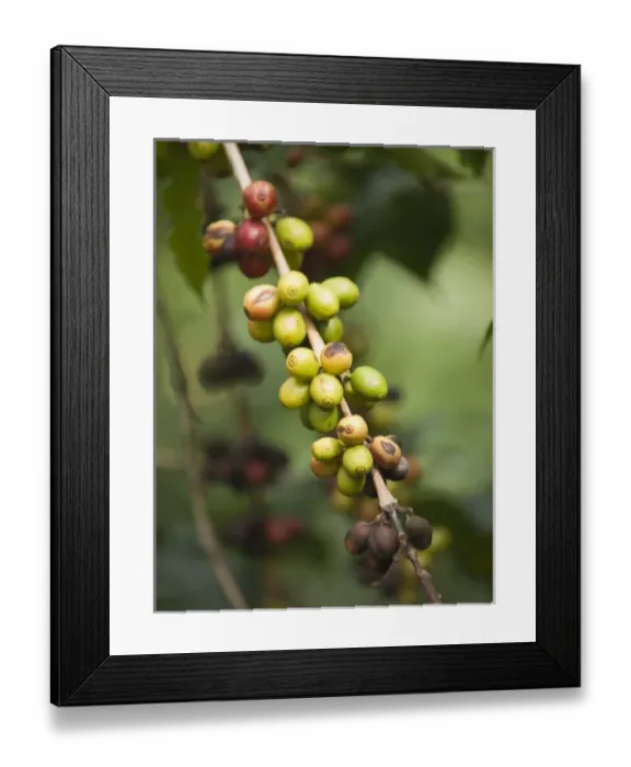 Framed Print : Antigua, Guatemala: Coffee on the bush