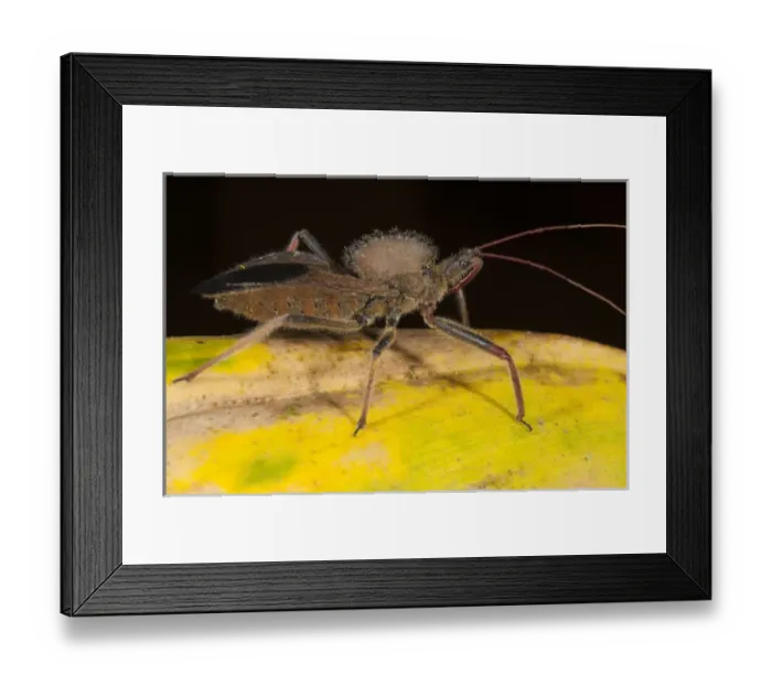 Framed Print : Cog-wheel Assasin Bug (Arilus carinatus) Mindo Cloud Forest West slope of Andes Framed Print : Cog-wheel Assasin Bug (Arilus carinatus) Mindo Cloud Forest West slope of Andes
