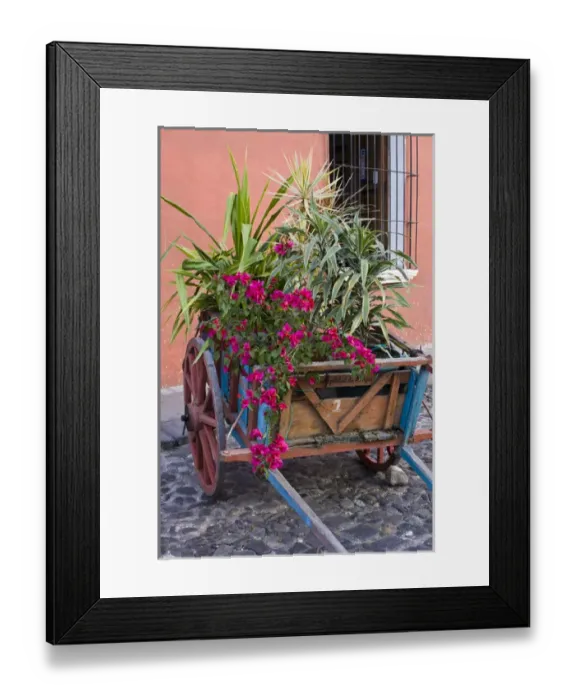 Framed Print : Central America, Guatemala, Antigua. Plants in a cart on street in Antigua Framed Print : Central America, Guatemala, Antigua. Plants in a cart on street in Antigua
