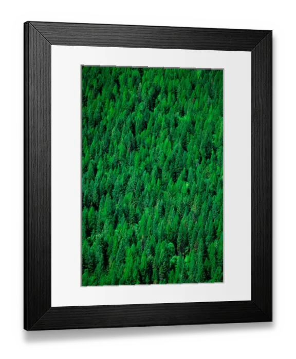 Framed Print : Conifer forest in Montana. conifer, forest, forestry, montana, lush, abundant Framed Print : Conifer forest in Montana. conifer, forest, forestry, montana, lush, abundant