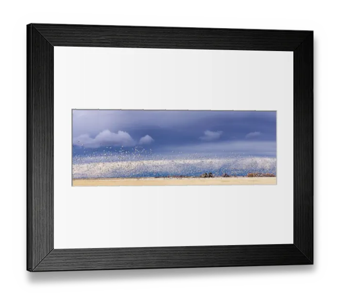 Framed Print : Panoramic of snow geese blasting off in barlkey field near Fairfield, Montana, USA Framed Print : Panoramic of snow geese blasting off in barlkey field near Fairfield, Montana, USA