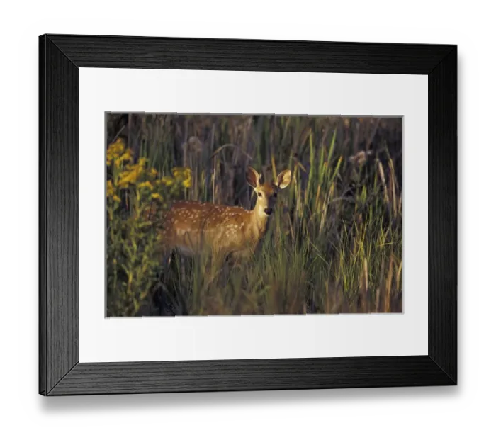 Framed Print : NA, USA, Montana, National Bison Range White-tail fawn Framed Print : NA, USA, Montana, National Bison Range White-tail fawn