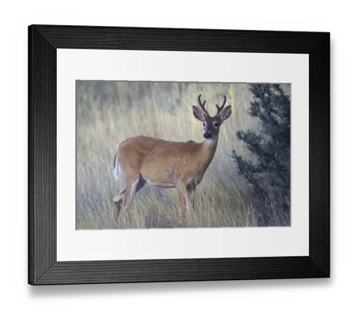 Framed Print : NA, USA, Montana, National Bison Range White-tail deer buck Framed Print : NA, USA, Montana, National Bison Range White-tail deer buck