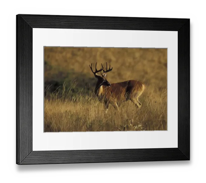 Framed Print : NA, USA, Montana, National Bison Range White-tail deer buck Framed Print : NA, USA, Montana, National Bison Range White-tail deer buck