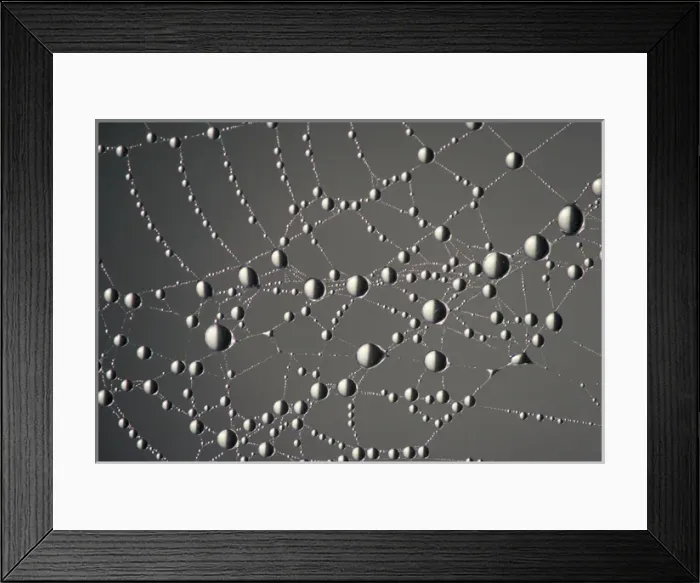 Framed Print : NA, USA, Montana. National Bison Range. Spider web and dew drops Framed Print : NA, USA, Montana. National Bison Range. Spider web and dew drops
