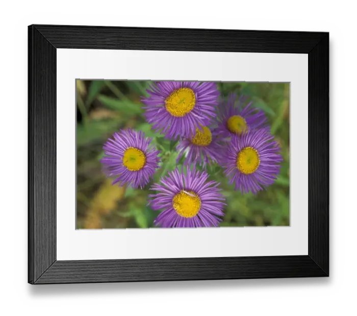 Framed Print : NA, USA, Montona, St. Mary Tahoka daisy (Machaeranthera tanacetifolia) Framed Print : NA, USA, Montona, St. Mary Tahoka daisy (Machaeranthera tanacetifolia)