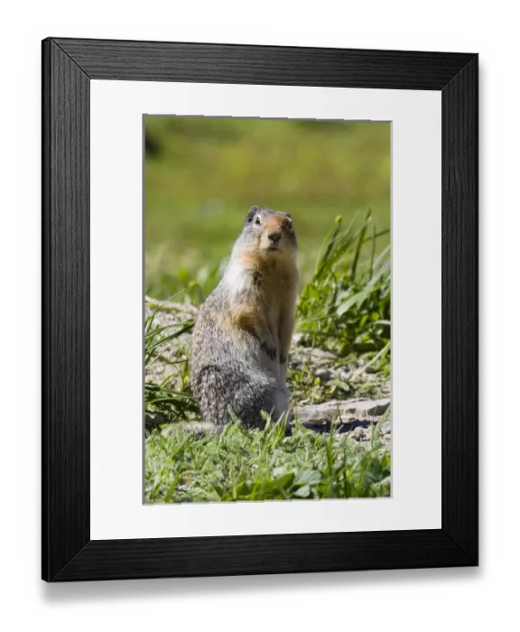 Framed Print : Columbia Ground Squirrel in Glacier National Park, Montana Framed Print : Columbia Ground Squirrel in Glacier National Park, Montana