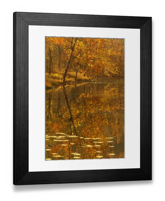 Framed Print : autumn pond water lillies reflection Framed Print : autumn pond water lillies reflection