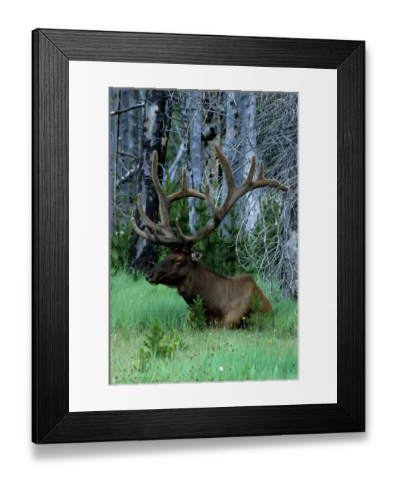 Framed Print : USA, Montana, Yellowstone Elk Framed Print : USA, Montana, Yellowstone Elk