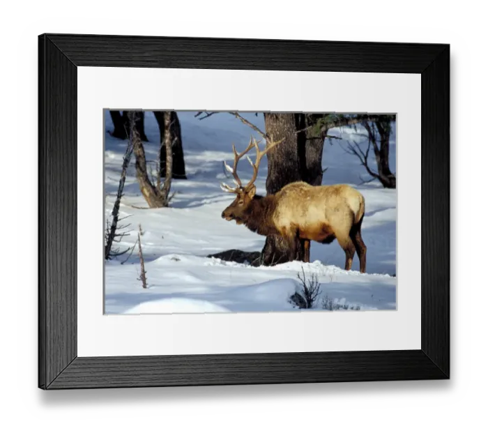 Framed Print : North America, USA, Montana, Yellowstone National Park. Elk (Cervus elaphus)