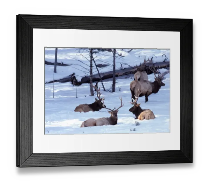 Framed Print : North America, USA, Montana, Yellowstone National Park. Elk (Cervus elaphus) Framed Print : North America, USA, Montana, Yellowstone National Park. Elk (Cervus elaphus)
