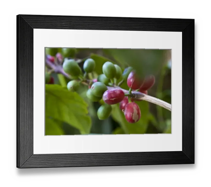 Framed Print : Central America, Guatemala, Antigua. Local Coffee Plantation and museum aka Museo del Cafe