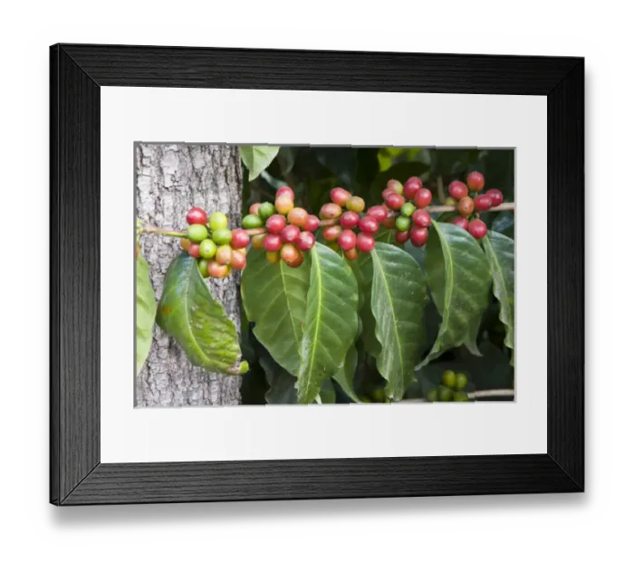 Framed Print : Central America, Guatemala, Antigua. Local Coffee Plantation and museum aka Museo del Cafe Framed Print : Central America, Guatemala, Antigua. Local Coffee Plantation and museum aka Museo del Cafe